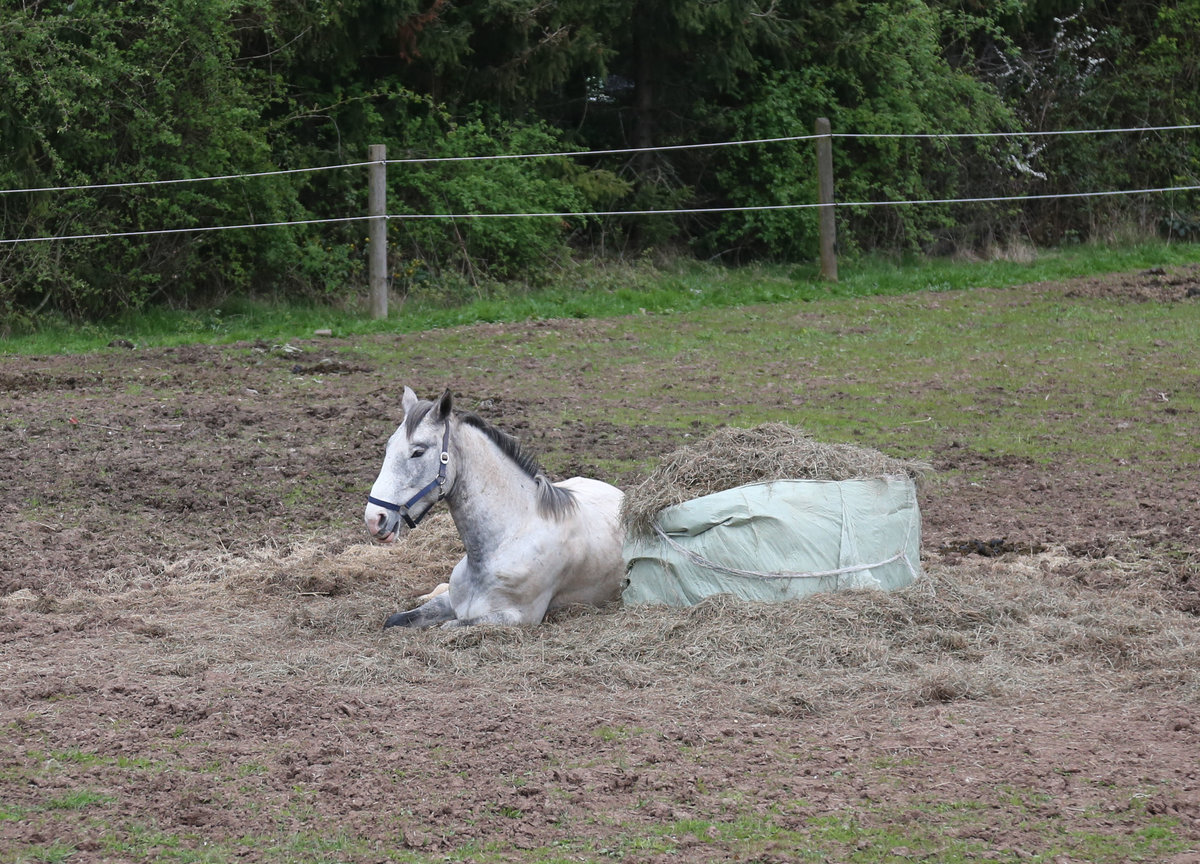 Ein Schimmel hielt am 14.04.2019 auf einer Pferdekoppel an der Schulstrae in Hasbergen Sonntags Ruhe!
Um was fr eine spezielle Rasse es sich dabei handelt, kann ich als Nichtpferde Kenner leider nicht beurteilen.
Vielleicht hilft da ja eine Fachfrau oder ein Fachmann weiter.