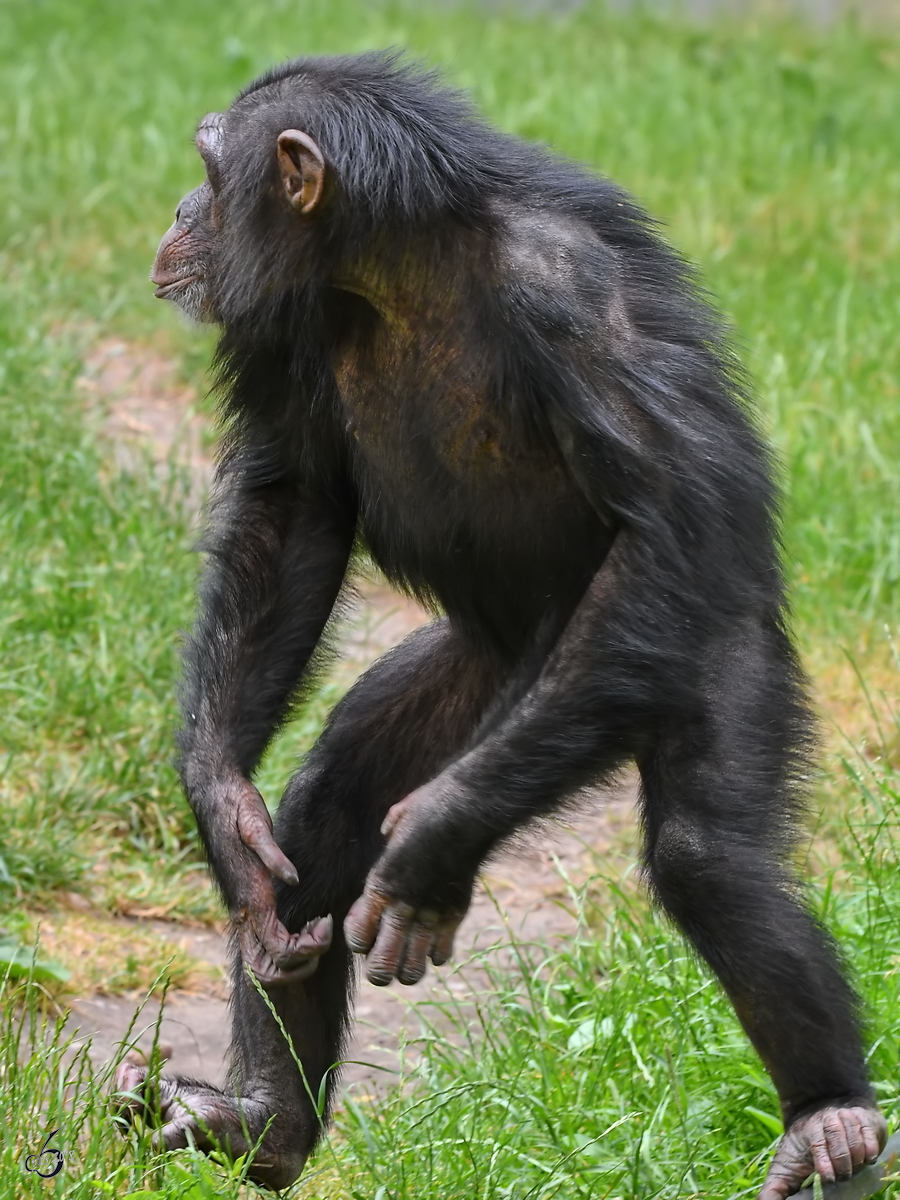 
Ein Schimpanse Anfang Juni 2018 im Zoo Aalborg.