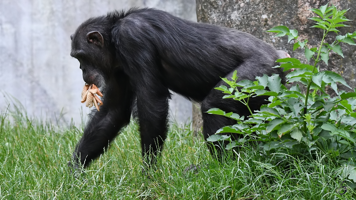 Ein Schimpanse Anfang Juni 2018 im Zoo Aalborg.