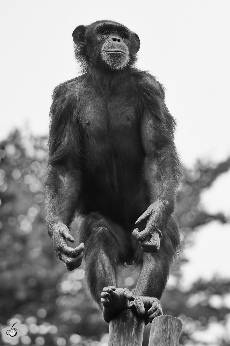 Ein Schimpanse will hoch hinaus. (Zoo Aalborg, Juni 2018)