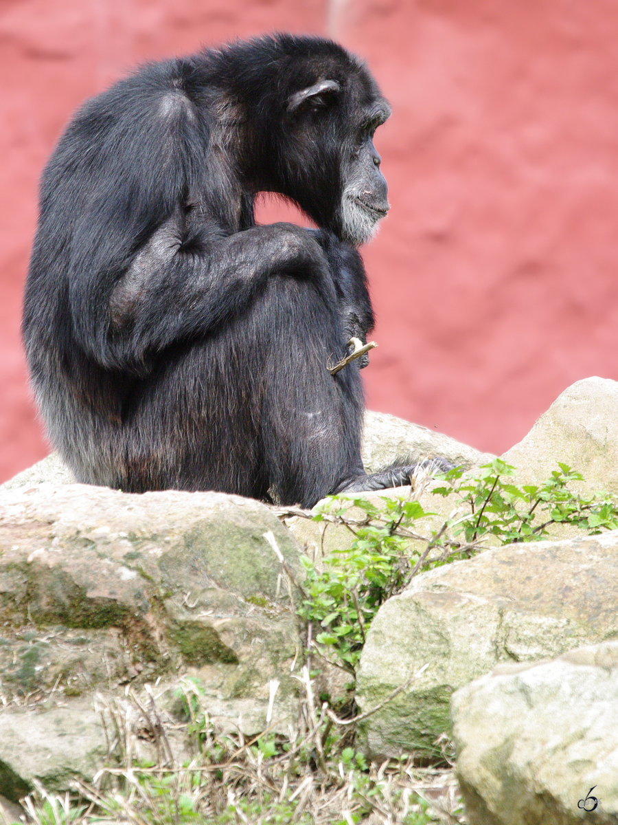 Ein Schimpanse im Zoom Gelsenkirchen.
