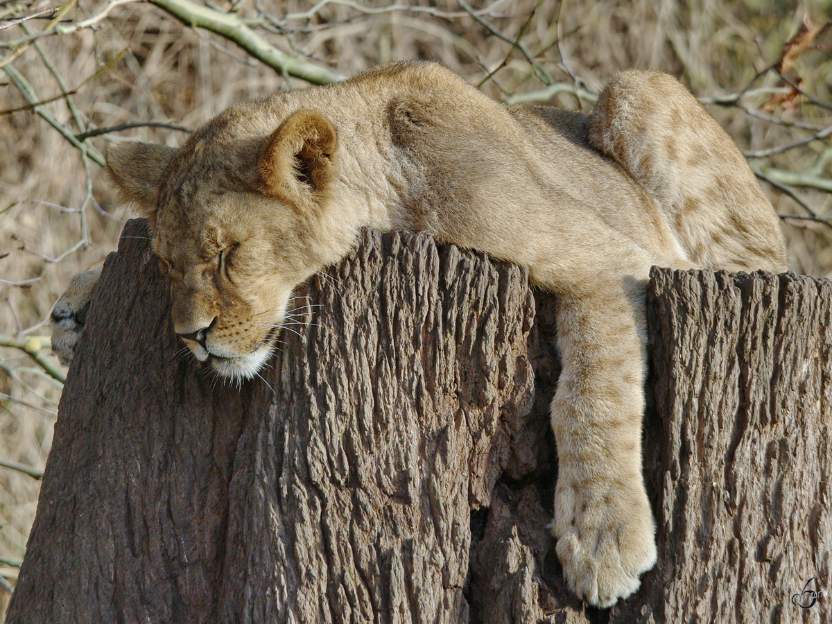 Ein schlafender Berberlwe im Zoo Dortmund. (November 2009)