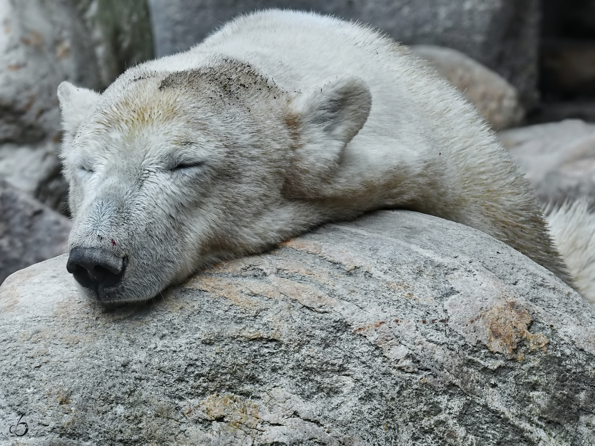 Ein schlafender Eisbr im Zoo Aalborg. (Juni 2018)