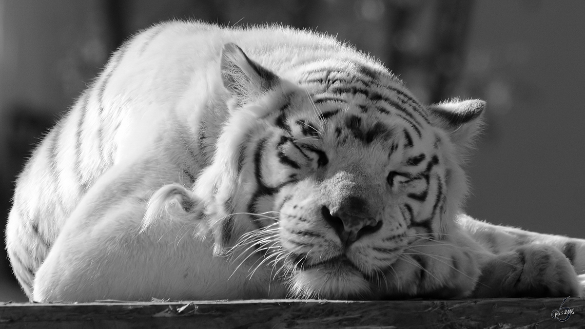 Ein schlafender weisser Tiger im Zoo Safaripark Stukenbrock. (Oktober 2014)