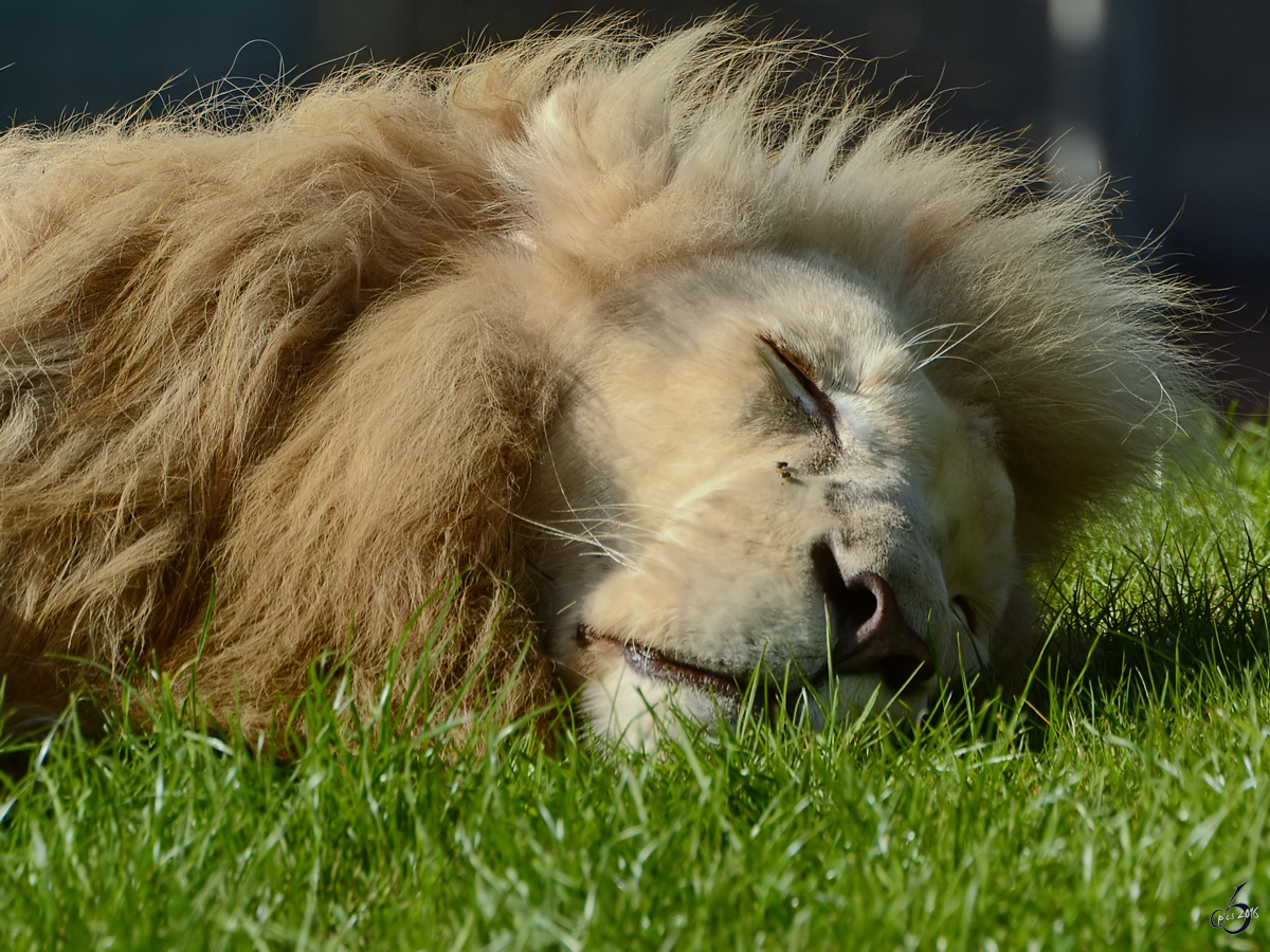 Ein schlafender weier Transvaal-Lwe im Zoo Safaripark Stukenbrock. (Oktober 2014)