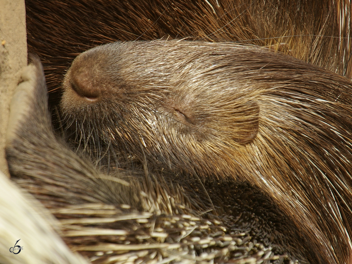 Ein schlafendes Weischwanz-Stachelschwein im Zoom Gelsenkirchen. (Oktober 2006)