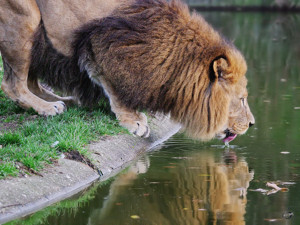 Ein Schluck Wasser fr den Berberlwen im Dortmunder Zoo.