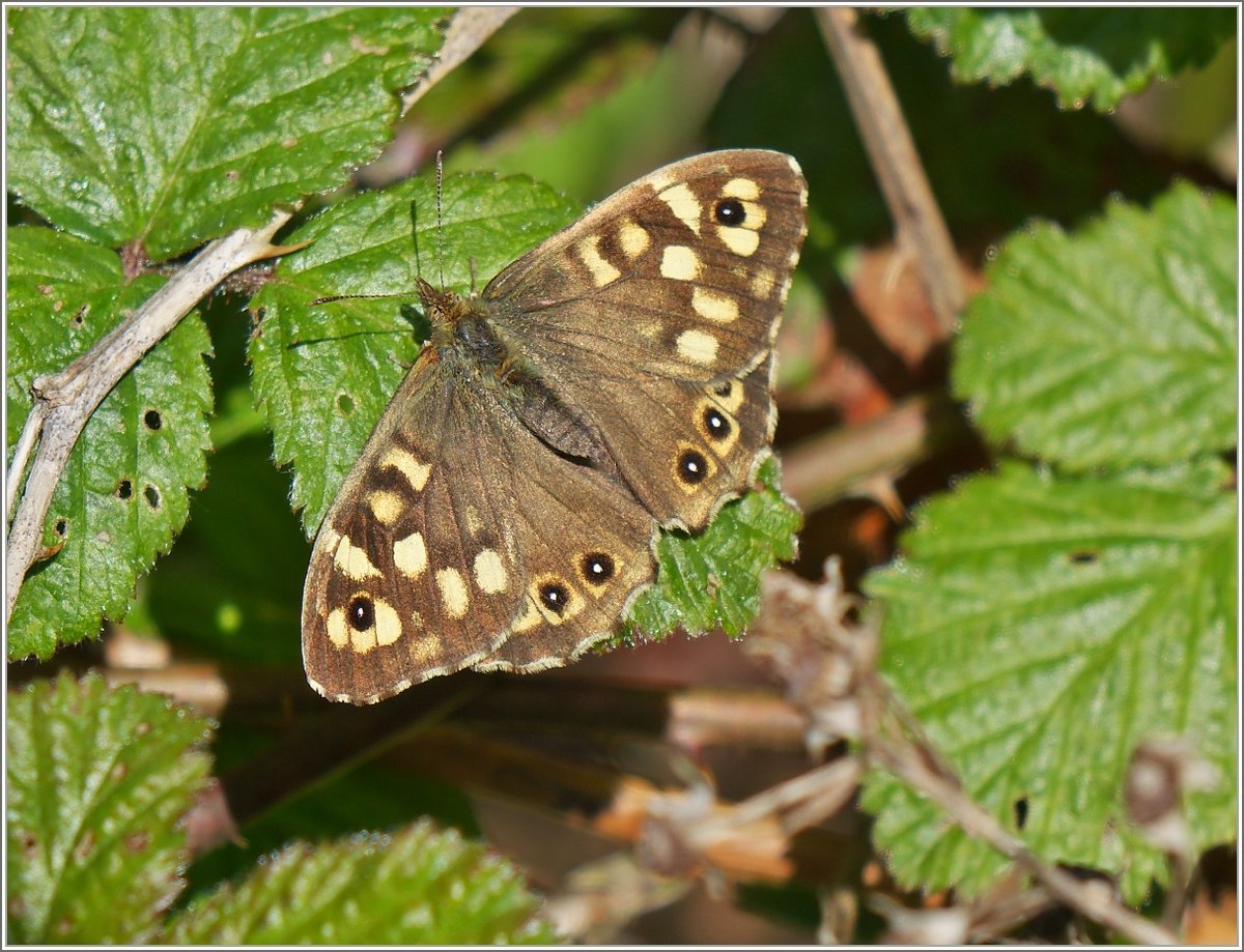 Ein Schmetterling Namens Waldbrettspiel. 
(21.04.2017)