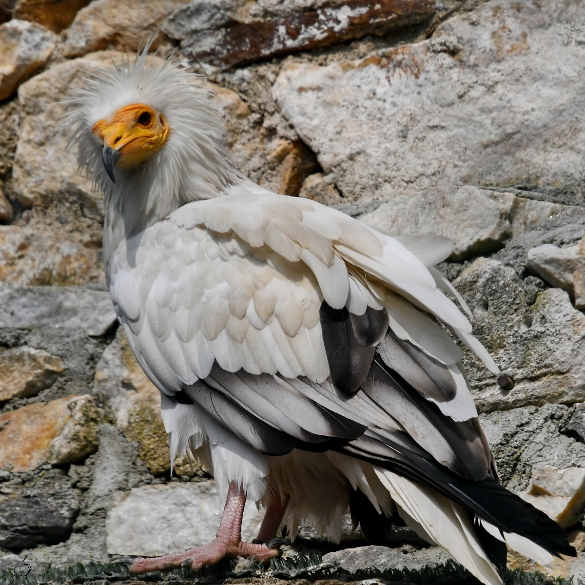 Ein Schmutzgeier in der Adlerarena auf der Burgruine Landskron. (Villach, August 2019)