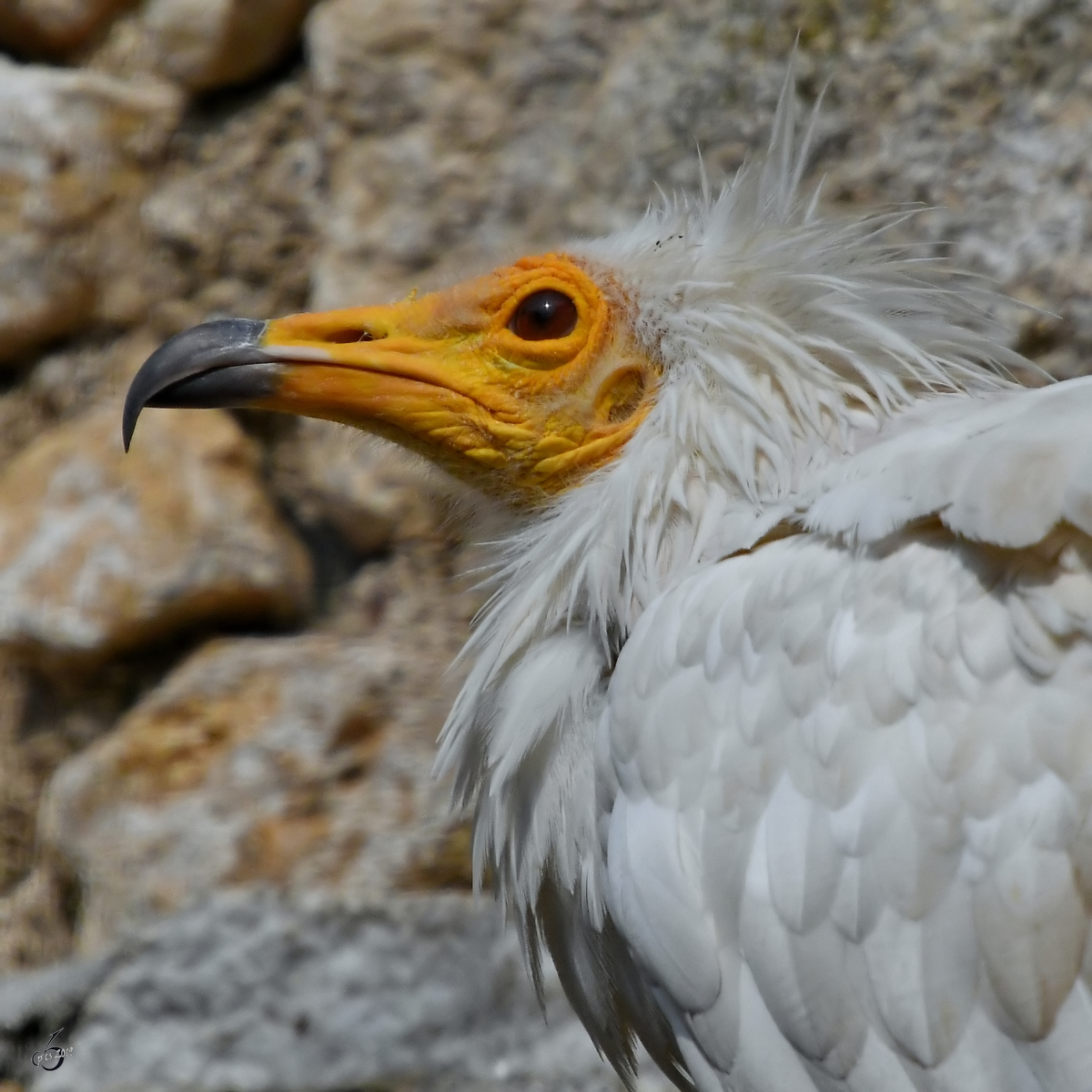 Ein Schmutzgeier in der Adlerarena auf der Burgruine Landskron. (Villach, August 2019)