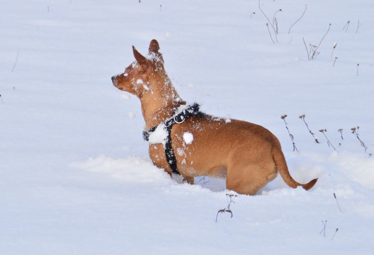 Ein Schneehund! Benji hat am Sonntagvormittag reichlich Spass im Schnee.
Gerade hat er wohl eine Feldmaus unterm Schnee gejagt und guckt nun ob er sie 
wieder entdeckt um sie zu fangen.....Reichenbuch den 17. Januar 2016