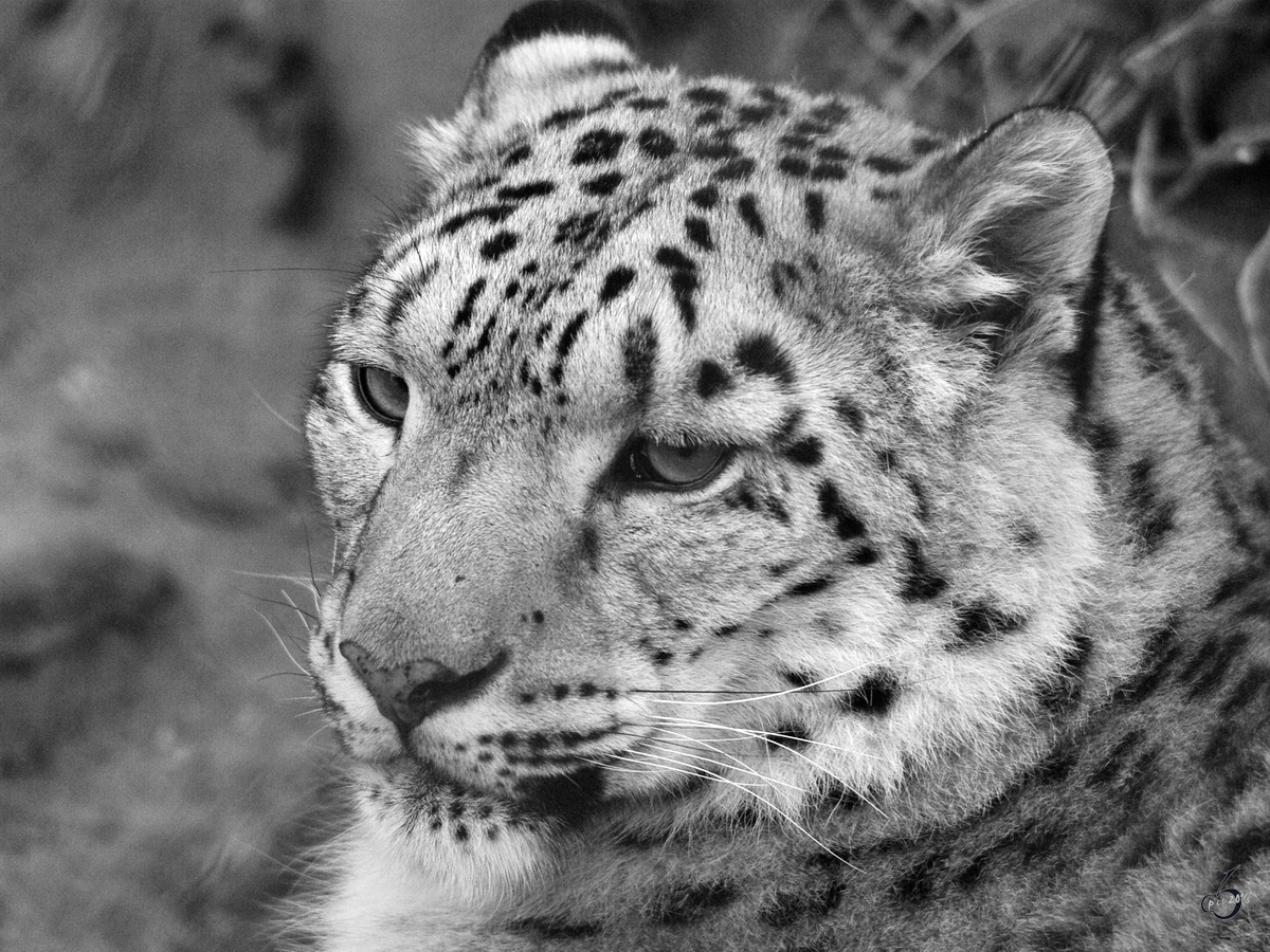 Ein Schneeleopard im Zoo Wuppertal. (Januar 2009)