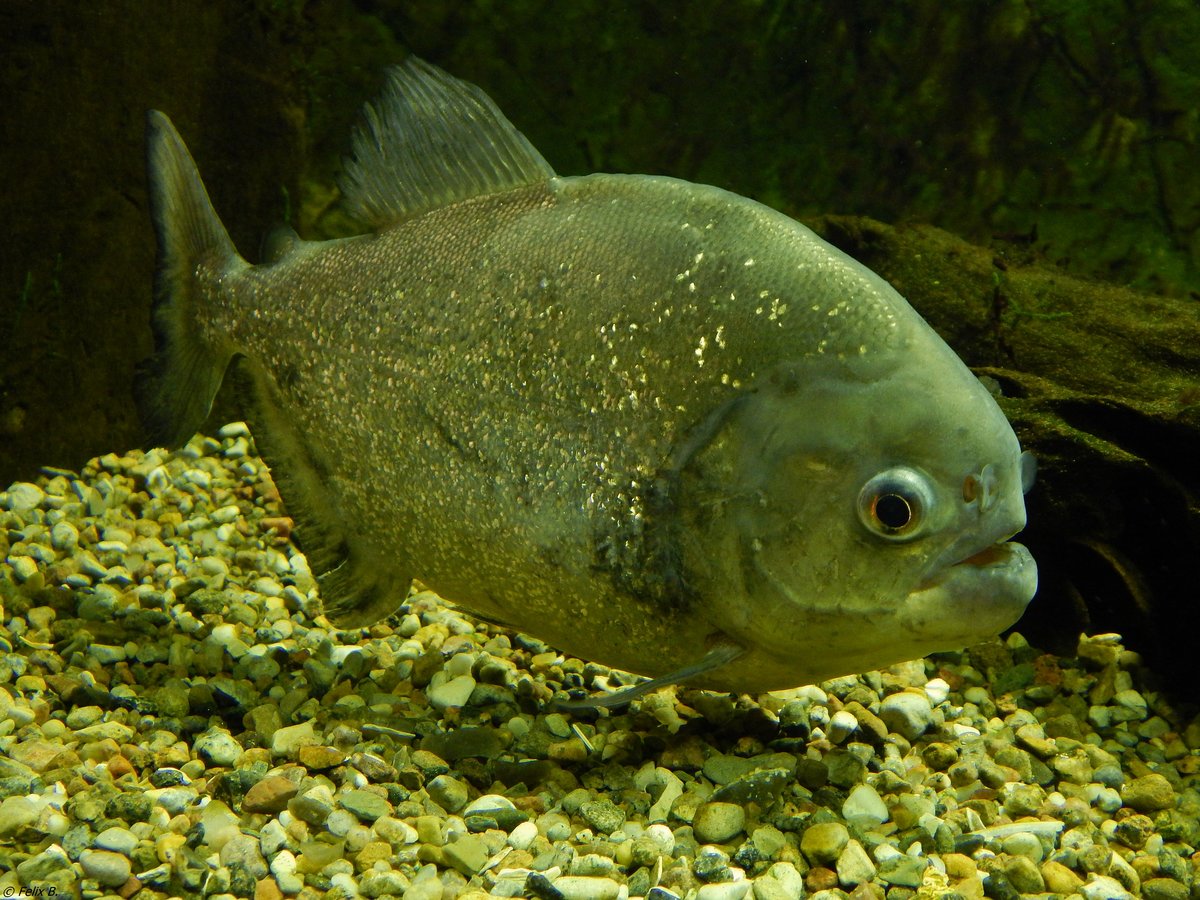 Ein schner Piranha in einem Aquarium im Zoo Rostock am 19.08.2018