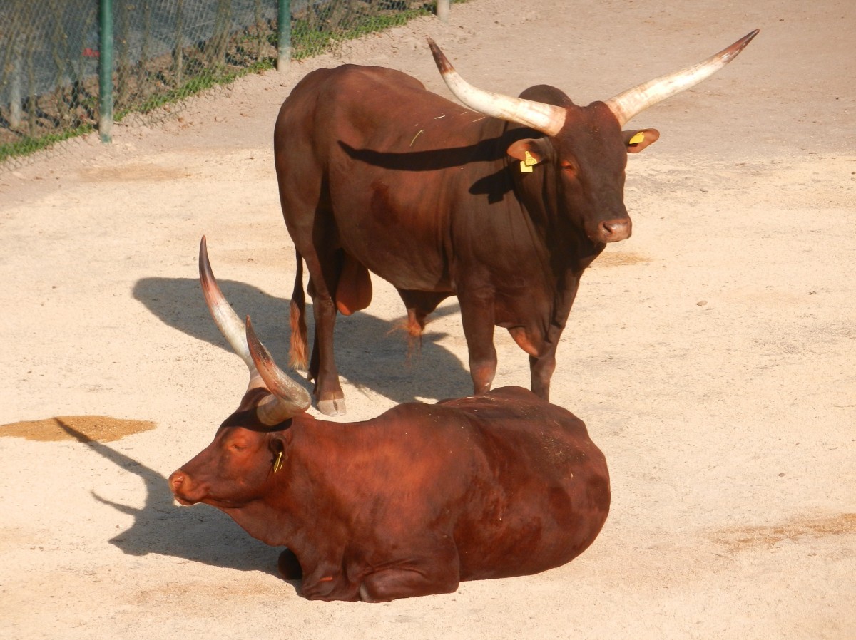 Ein schnes Watussirinder Paar in Knies Kinderzoo. Der Zoo ist ein zoologischer Garten in Rapperswil-Jona, Schweiz, der 1962 erffnet wurde. Er gehrt zum schweizerischen Traditionszirkus Knie - 20.03.2014