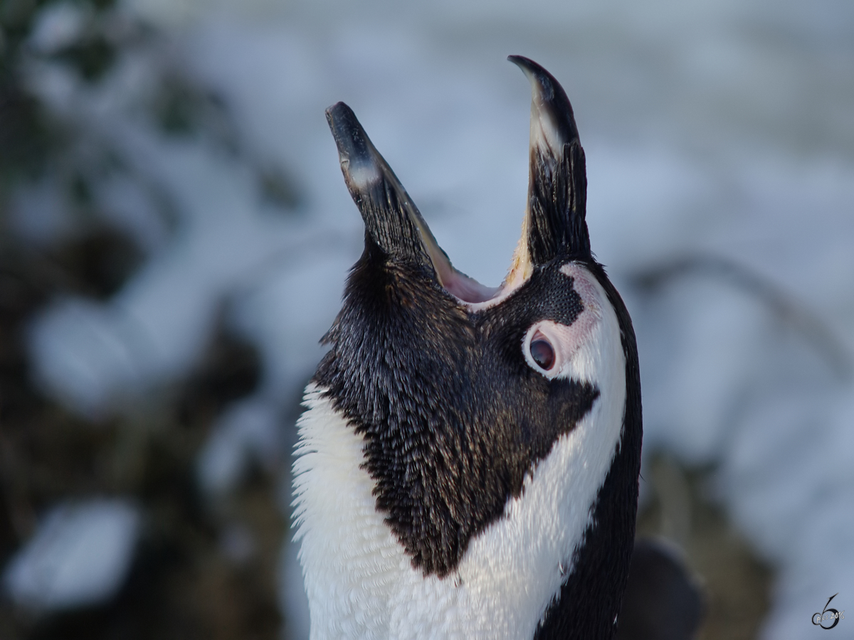 Ein schreiender Brillenpinguin im Zoo Wuppertal. (Januar 2009) 