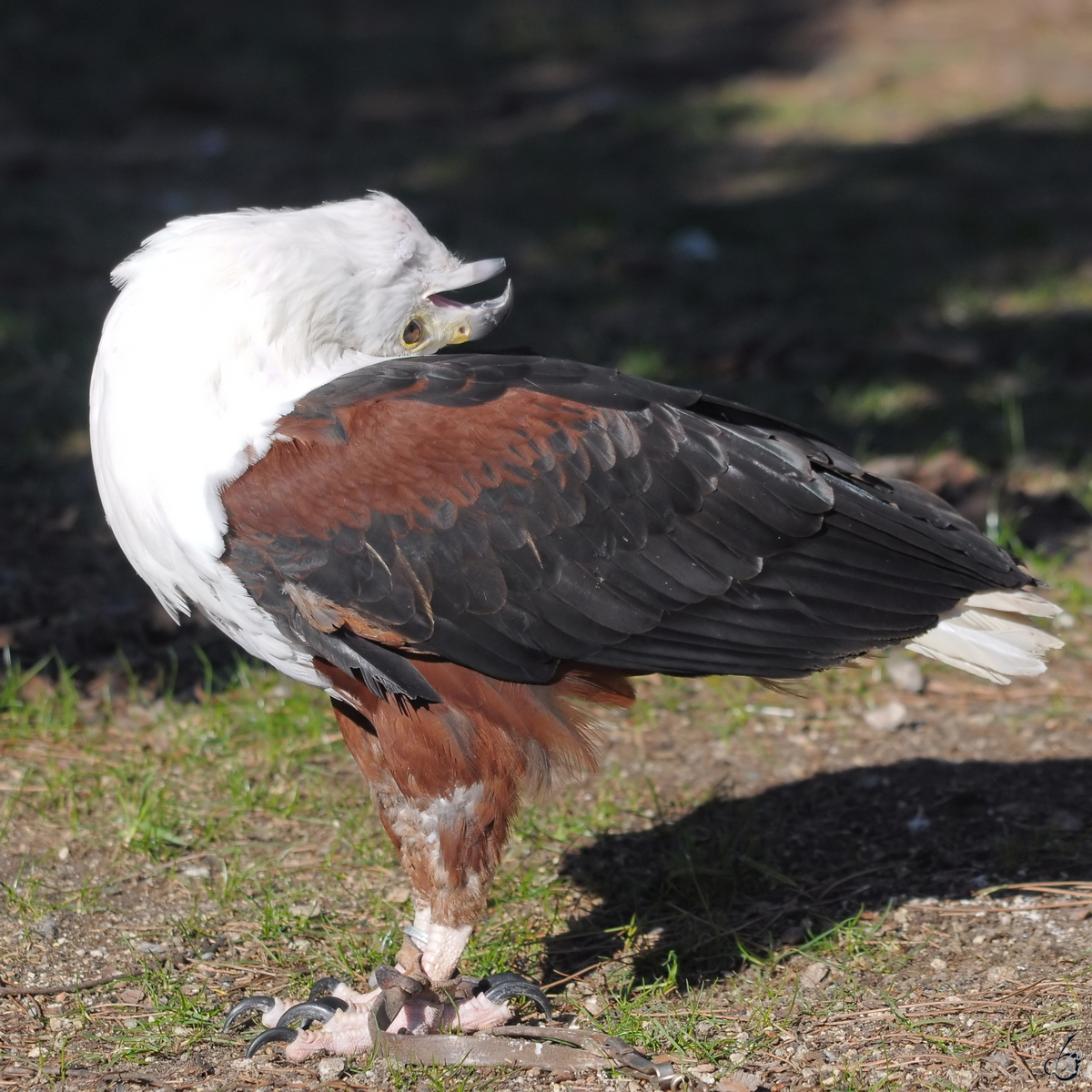 Ein Schreiseeadler war Mitte Dezember 2010 im Zoo Madrid zu sehen.