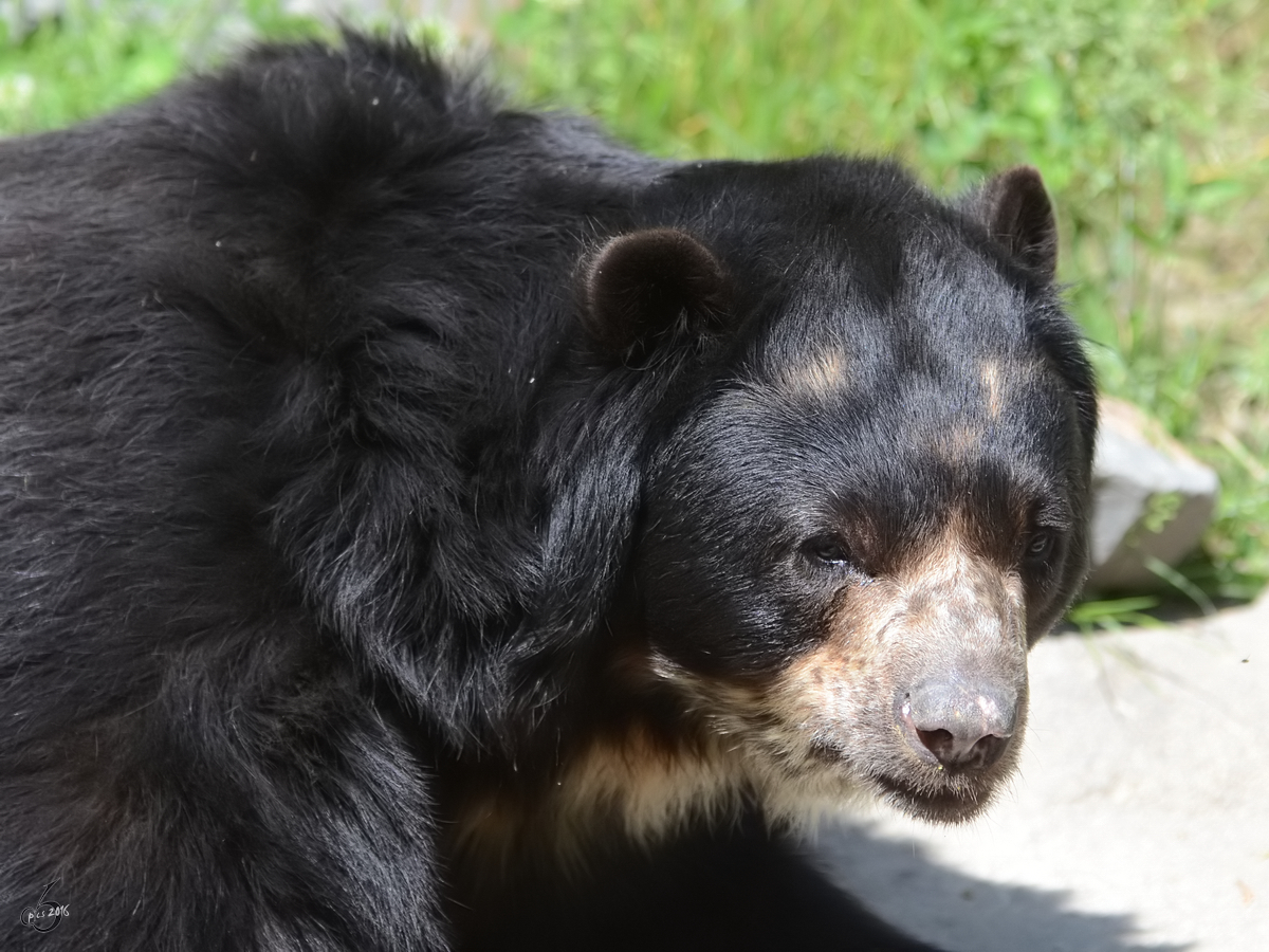 Ein schchterner Brillenbr im Zoo Duisburg. (Juni 2013)