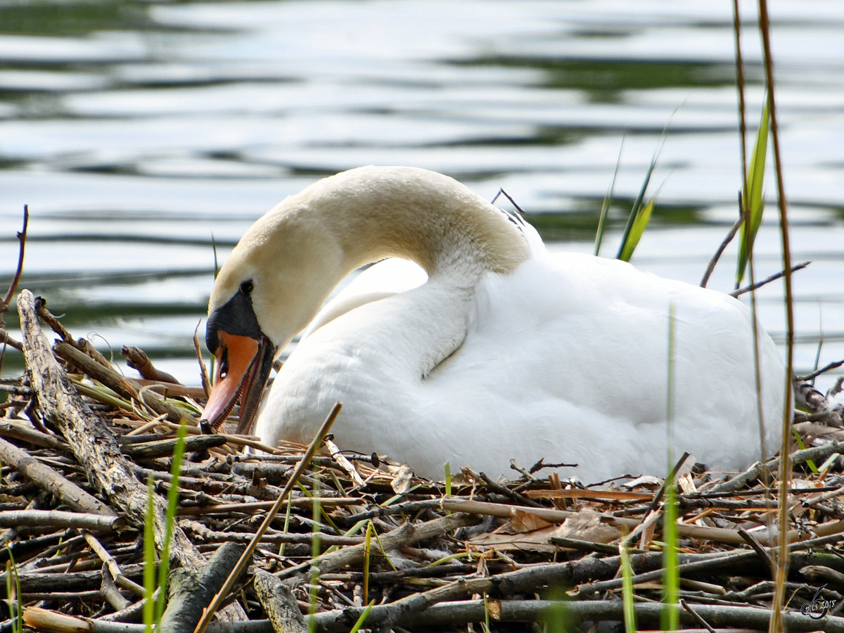 Ein Schwan im April 2018 am Heiligen See Potsdam.