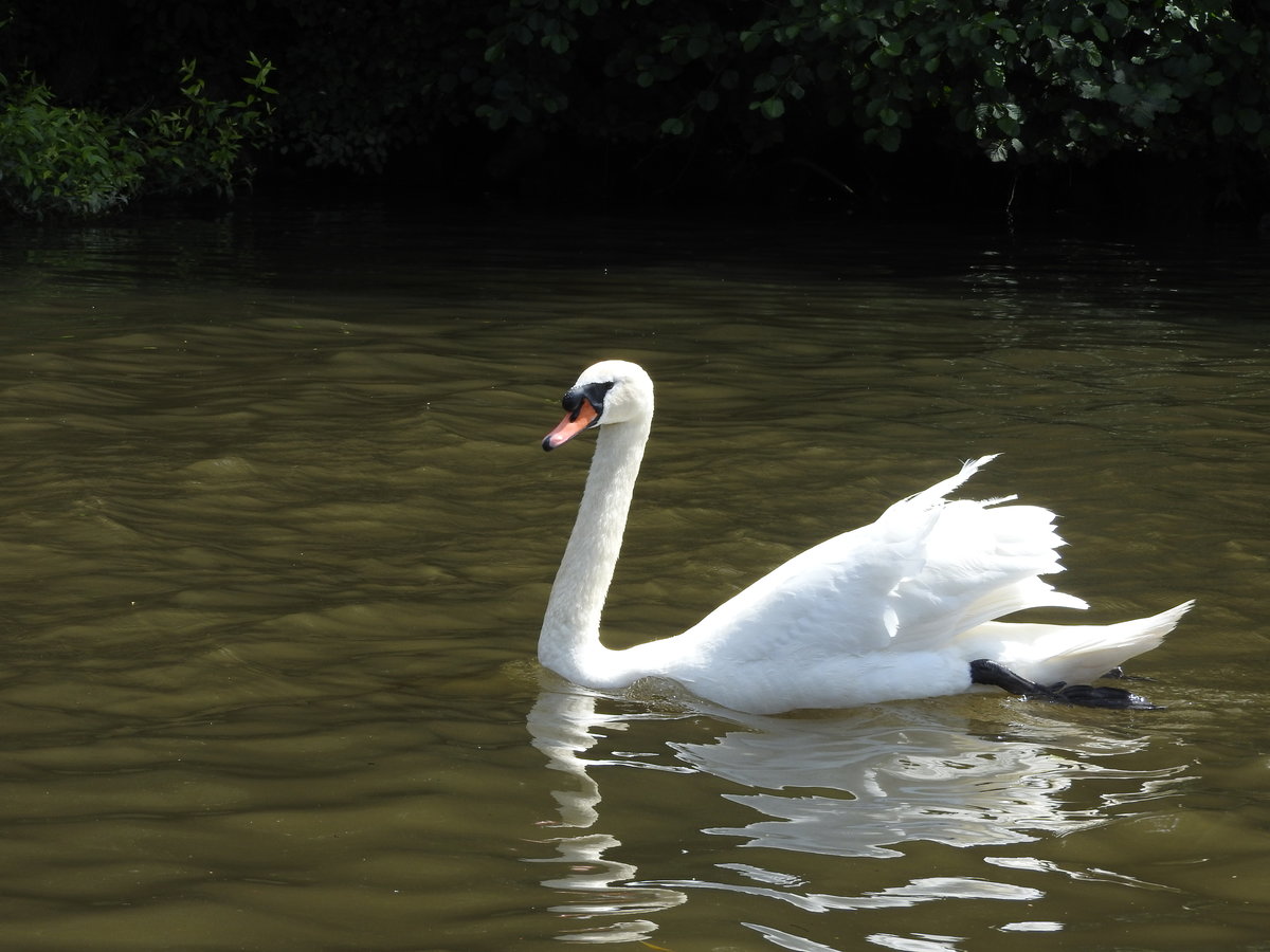 EIN SCHWAN AUF DER LAHN....
Elegant,wie es seinem Rang gebhrt,gleitet dieser Schwan am 2.7.201 unterhalb des
Limburger Doms auf dem Fluss.Wer denkt da nicht sofort an das

weltberhmte Musikstck aus dem  Karneval der Tiere .....