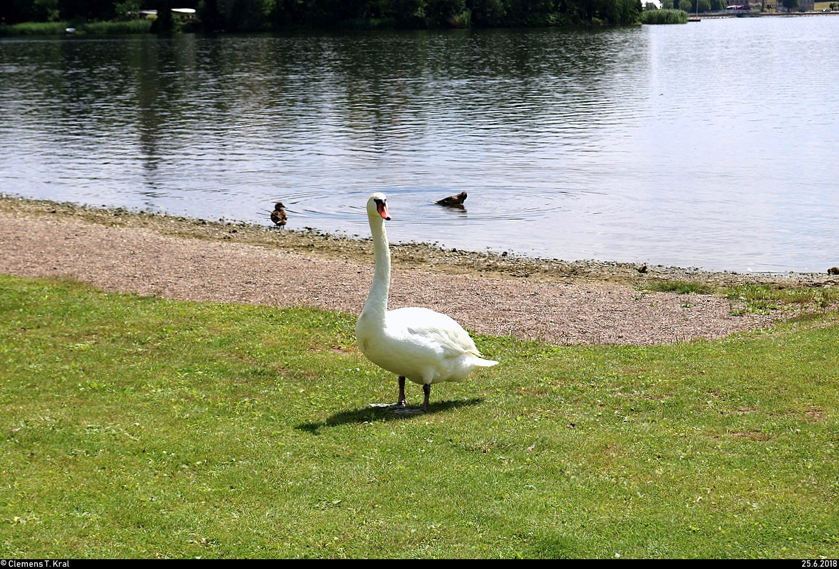 Ein Schwan besucht den Nordstrand des Sen Sees in Seeburg (Gemeinde Seegebiet Mansfelder Land). [25.6.2018 | 12:59 Uhr]