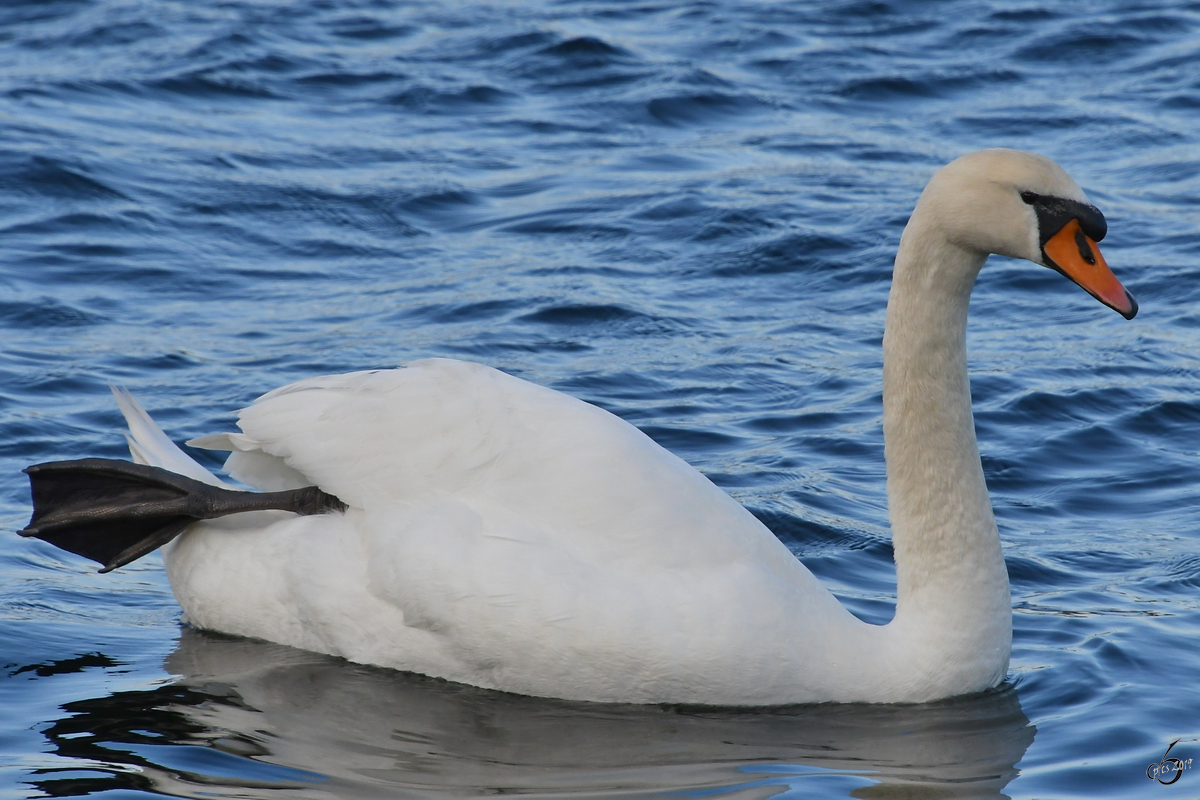 Ein Schwan hat schon mal sein Paddel rausgeholt. (Priwall, April 2019)