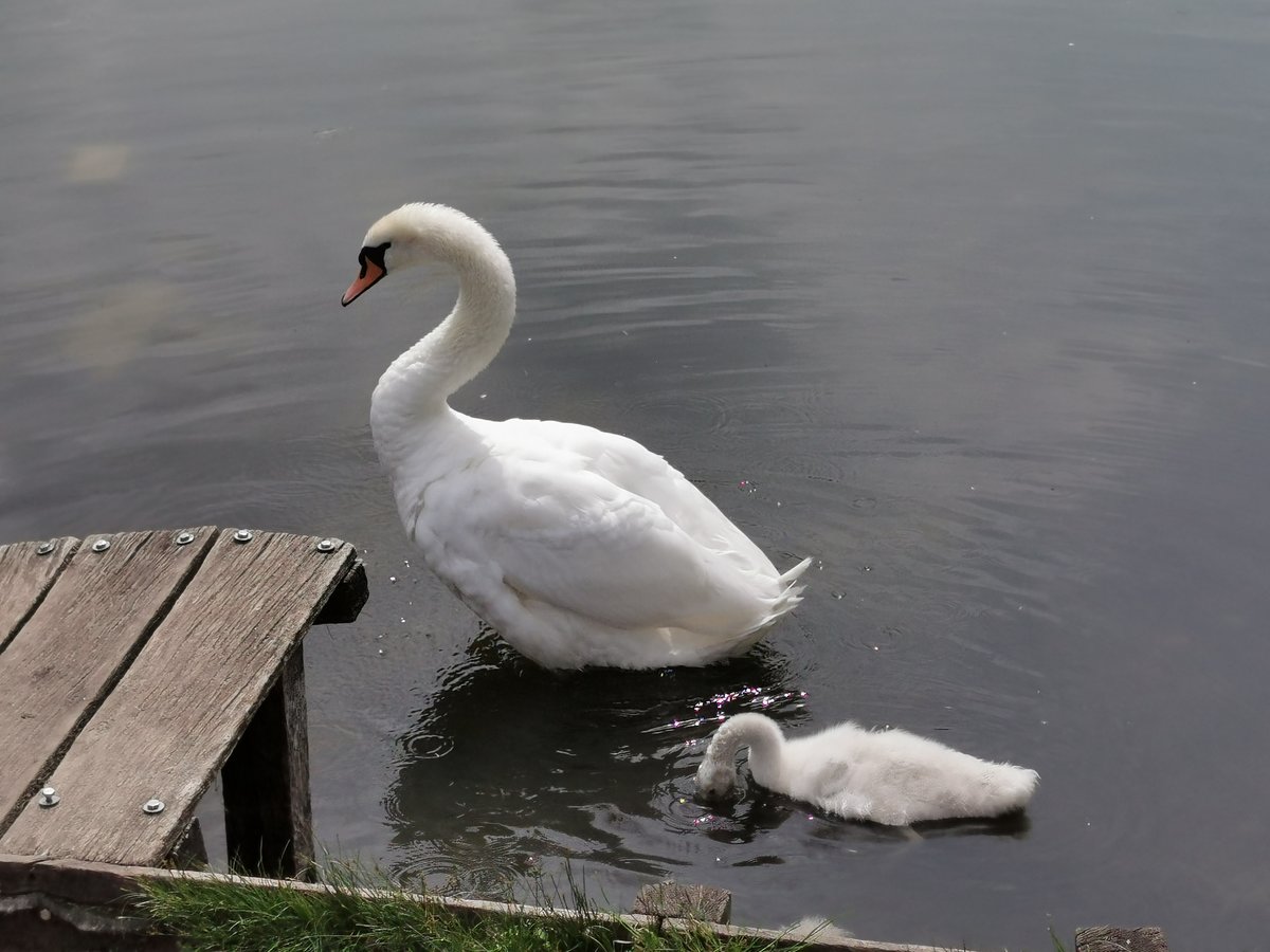 Ein Schwan mit Jungem am Lietzensee in Berlin. Aufgenommen am 12.06.2020.