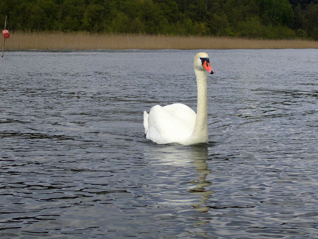 Ein Schwan schwimmt auf dem Labussee bei Canow und folgt dem Kanu, aus dem das Foto entstand. [9.5.2017]