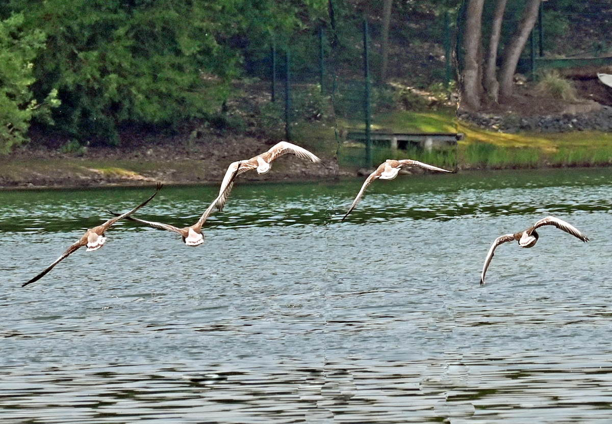 Ein Schwarm Graugnse im Flug ber dem Zlpicher See - 14.05.2023