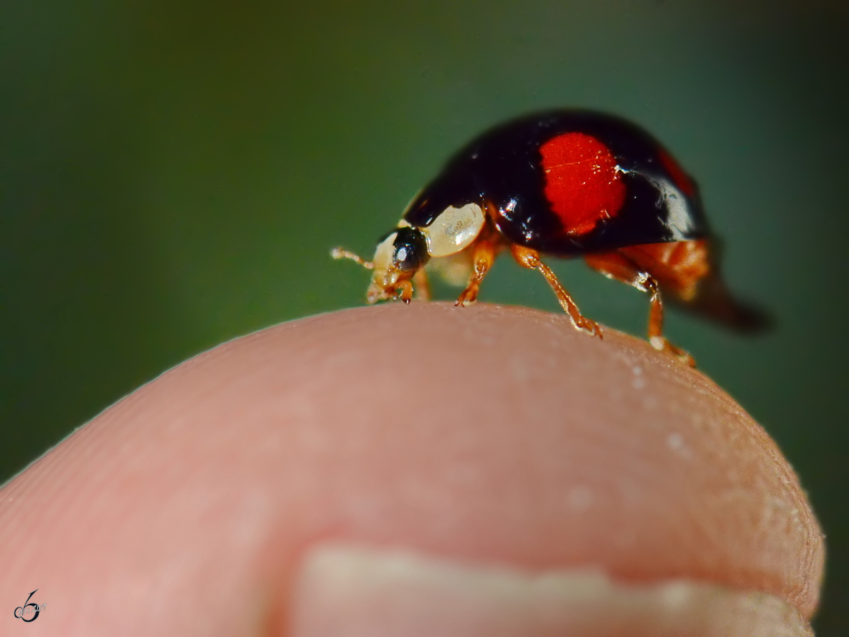 Ein schwarzer Zweipunkt-Marienkfer auf meinem Finger.