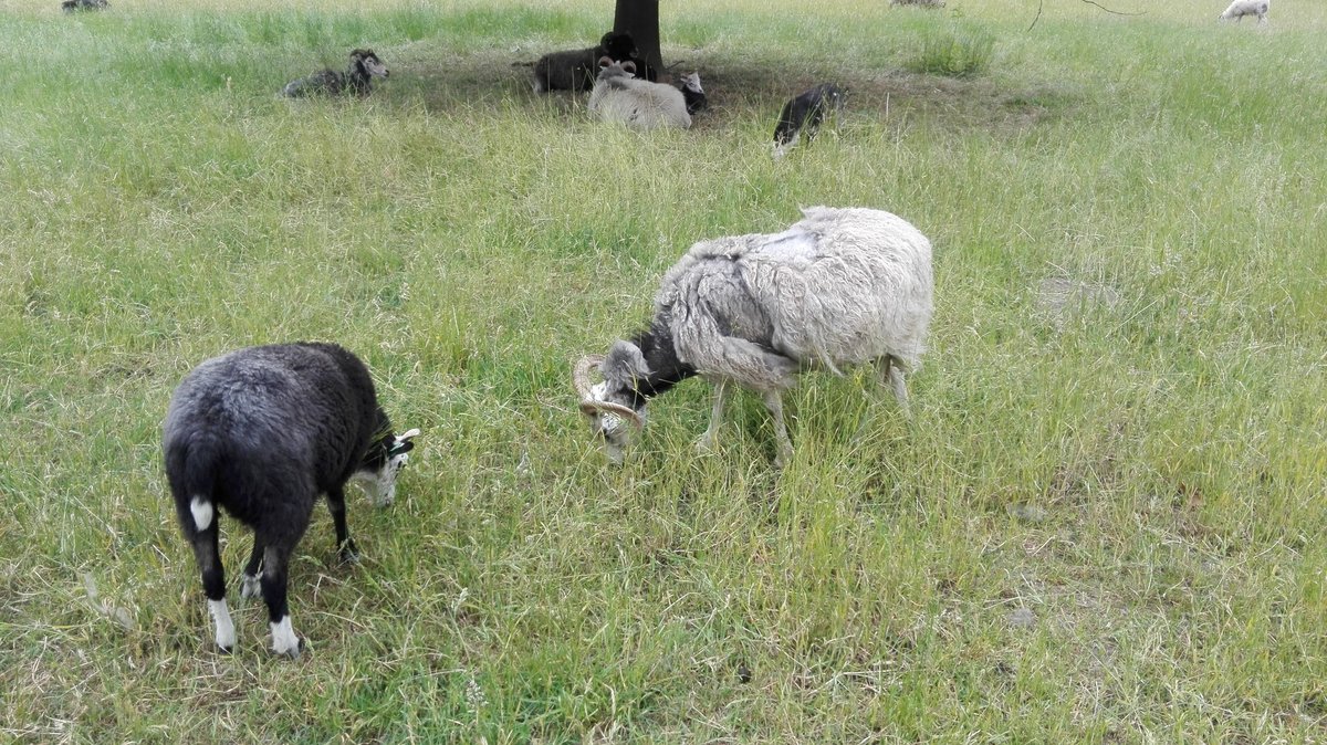 Ein schwarzes und ein weies Schaf mit Hrnern im Fellwechsel grasen im Schlosspark in Berlin Charlottenburg. Aufgenommen am 09.06.2020.