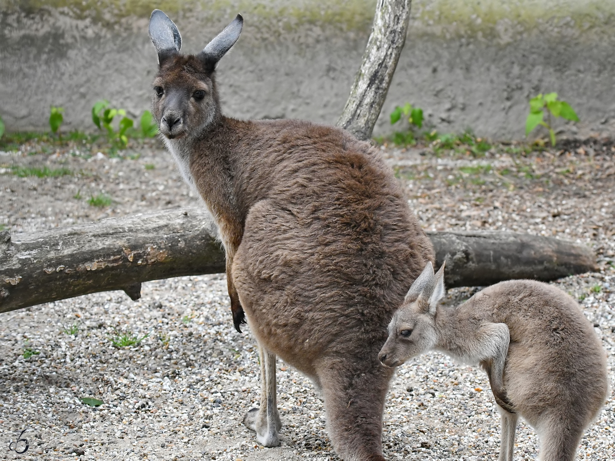 Ein Schwarzgesichtsknguru mit Nachwuchs Anfang Juni 2018 im Zoo Aalborg.