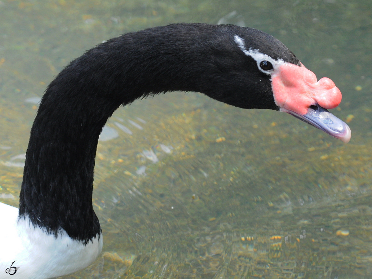 Ein Schwarzhalsschwan im Zoo Dortmund. (Juni 2010)