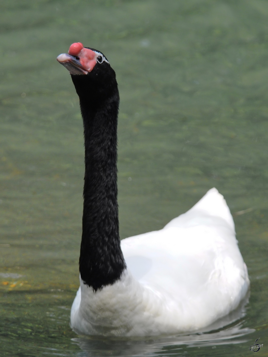 Ein Schwarzhalsschwan im Zoo Dortmund. (Juni 2010)