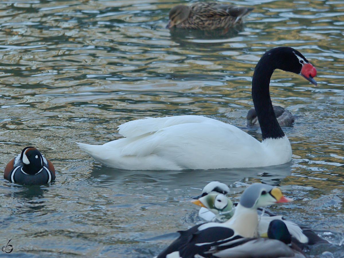 Ein Schwarzhalsschwan im Zoo Wuppertal. (Januar 2009)