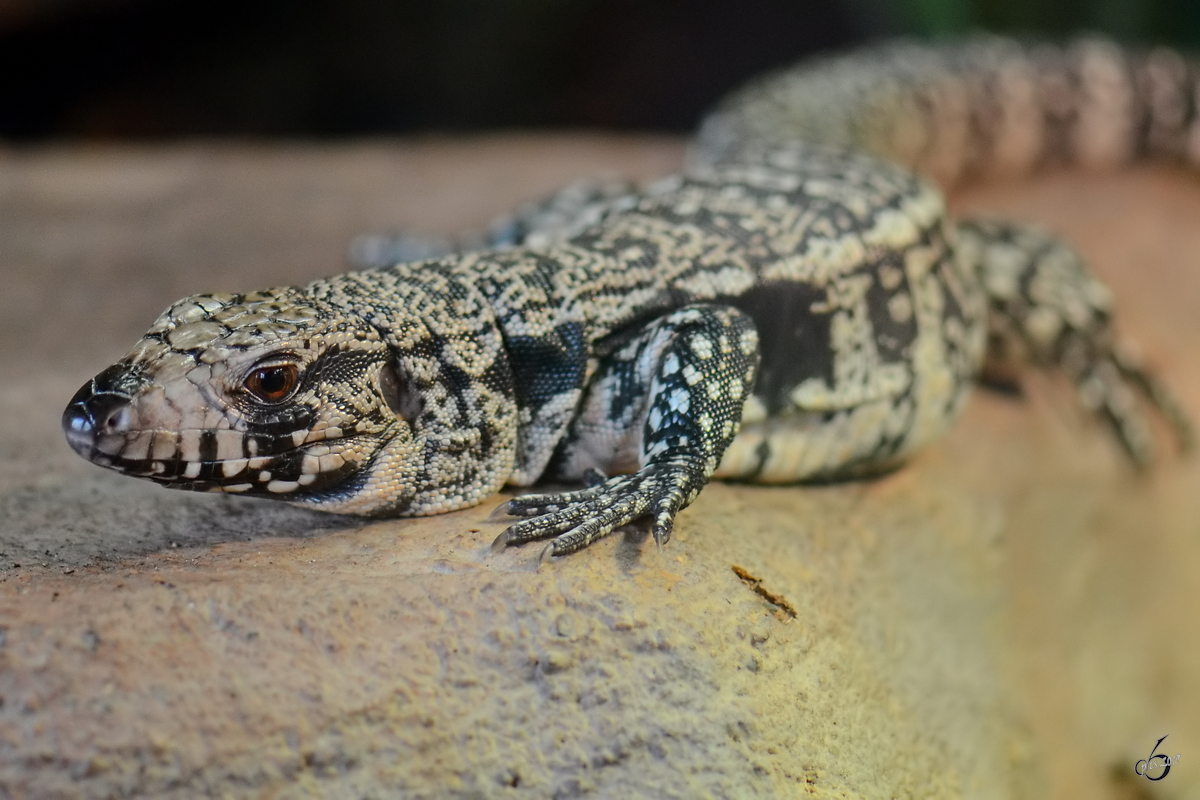 Ein Schwarzweier Teju war Anfang Mai 2012 im Terrazoo Rheinberg zu sehen.