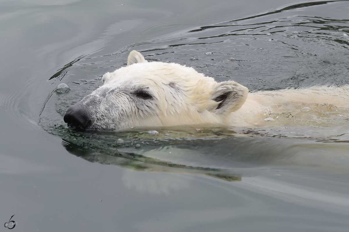 Ein schwimmender Eisbr im Zoom Gelsenkirchen.