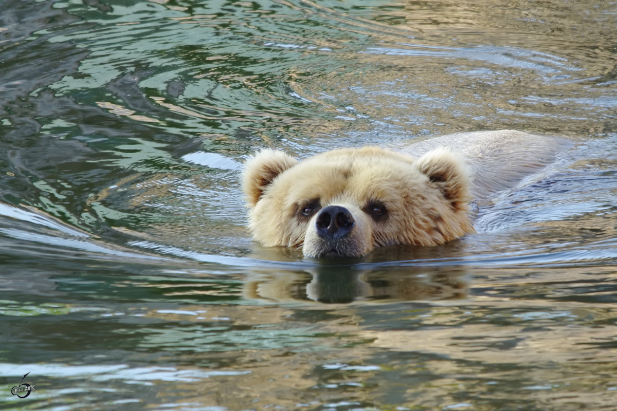 Ein schwimmender Kodiakbr im Zoom Gelsenkirchen. (Juli 2009)