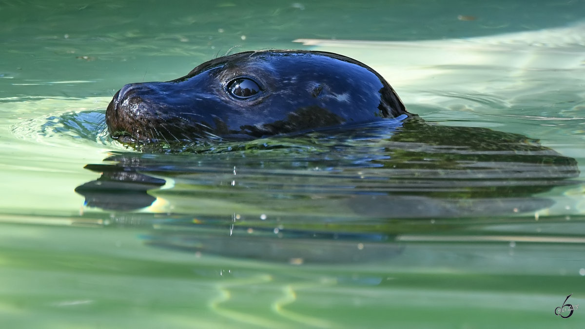 Ein schwimmender Seehund Ende April 2018 im Zoo Berlin.