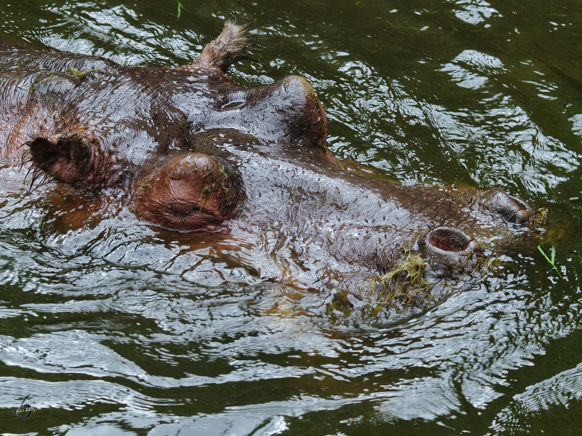 Ein schwimmendes Flusspferd im Zoom Gelsenkirchen. (September 2009)