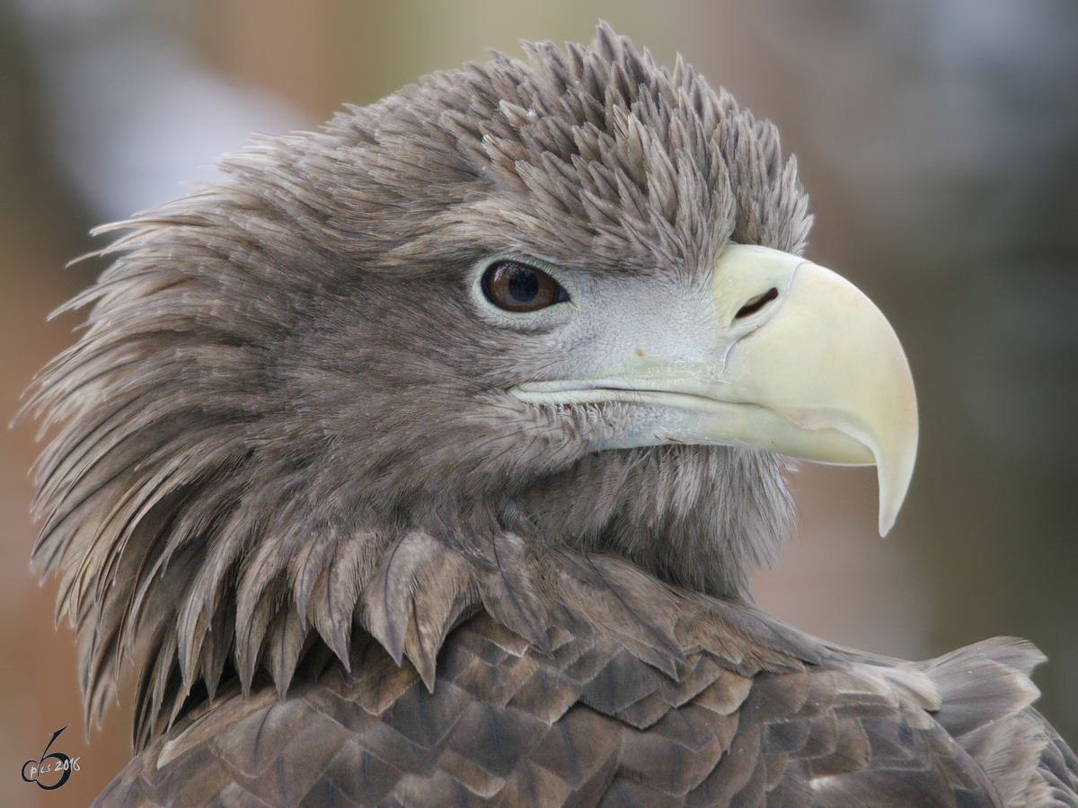 Ein junger Adler in der Adlerarena auf der Burgruine Landskron Tier