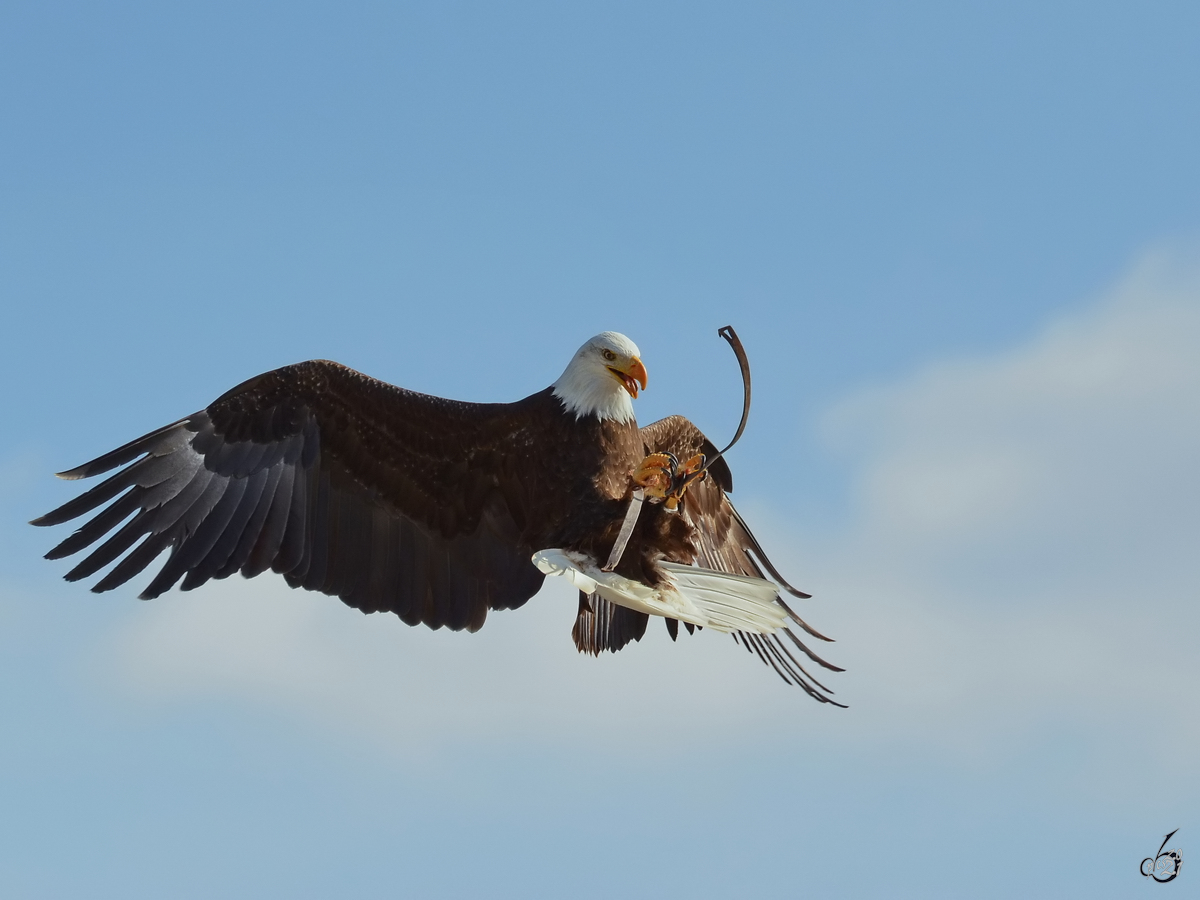 Ein Seeadler fngt im Flug die Pseudobeute. (Zoo Madrid, Dezember 2010)