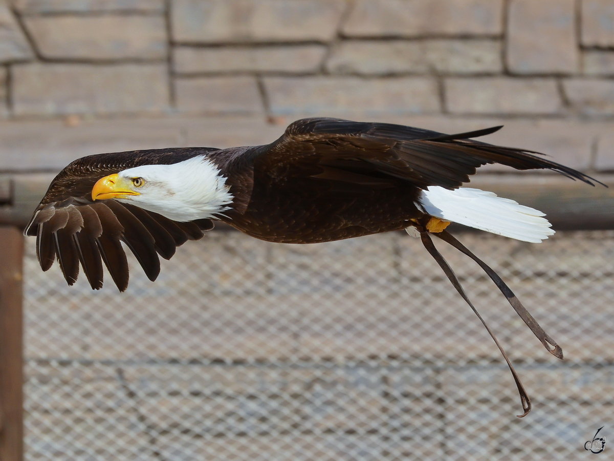 Ein Seeadler im Flug, so gesehen Mitte Dezember 2010 im Zoo Madrid.