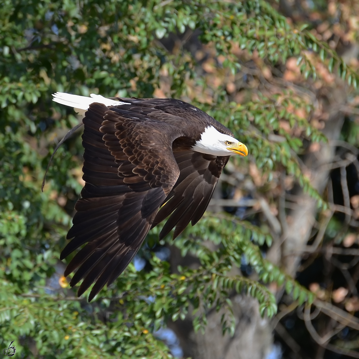 Ein Seeadler im Flug, so gesehen Mitte Dezember 2010 im Zoo Madrid.