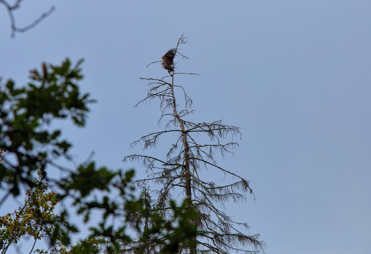 Ein Seeadler hebt von einem abgestorbenen Baum ab. - 19.09.2015