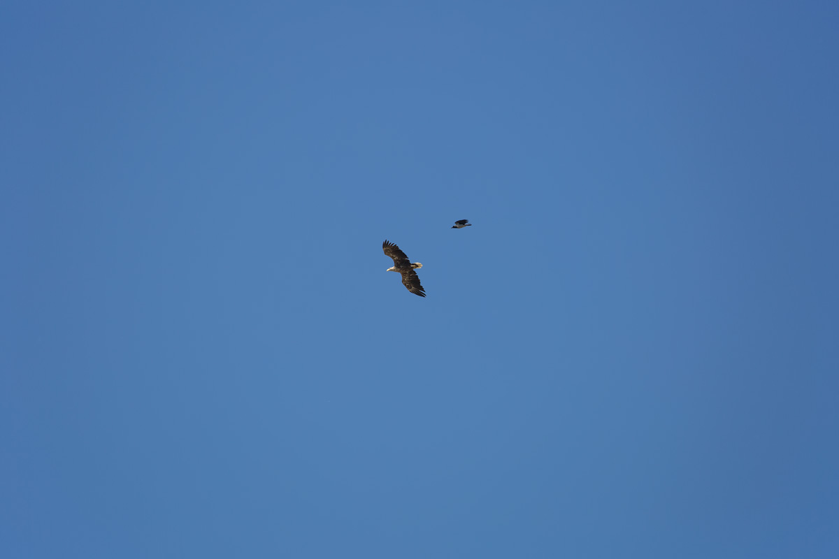 Ein Seeadler wird von einer Nebelkrhe attackiert. - 21.05.2017
