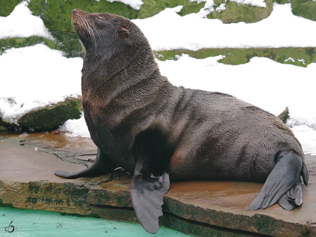 Ein Seebr im Zoo Dortmund. (Januar 2010)