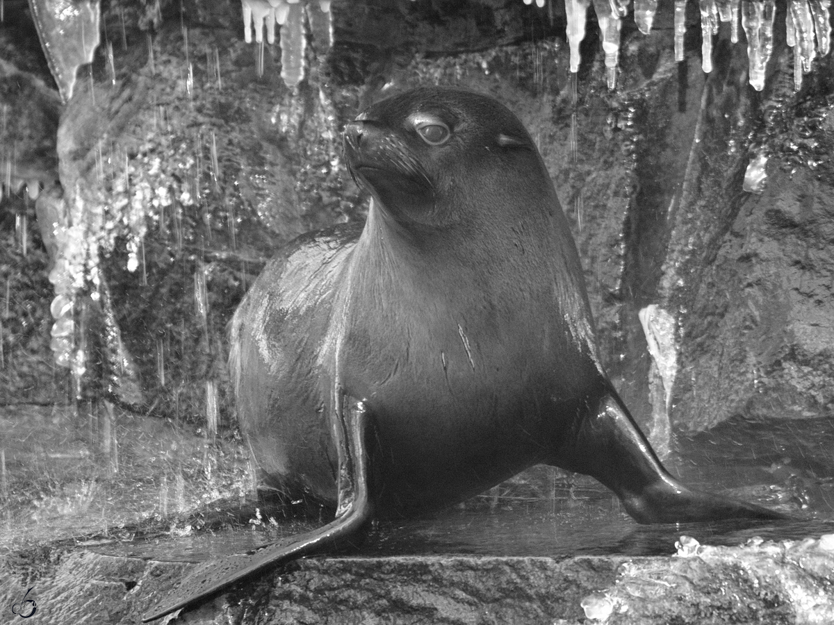 Ein Seebr im Zoo Dortmund. (Januar 2010)