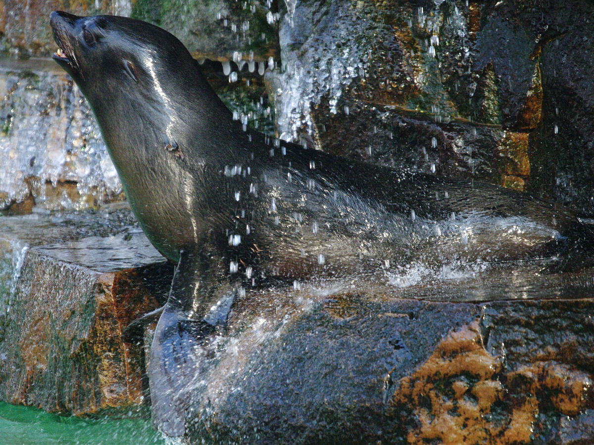 Ein Seebär im Zoo Dortmund. (Januar 2010) 