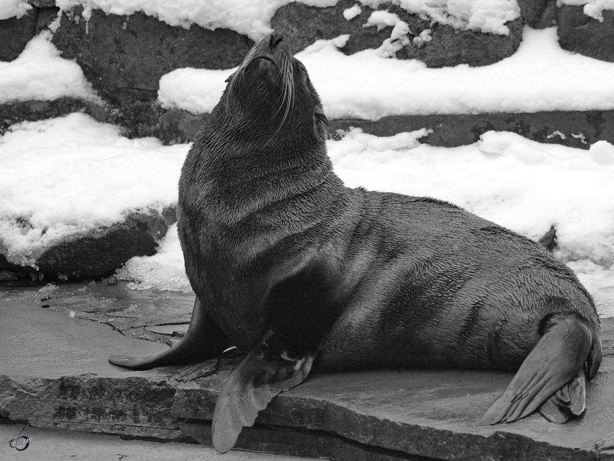 Ein Seebär im Zoo Dortmund. (Januar 2010)
