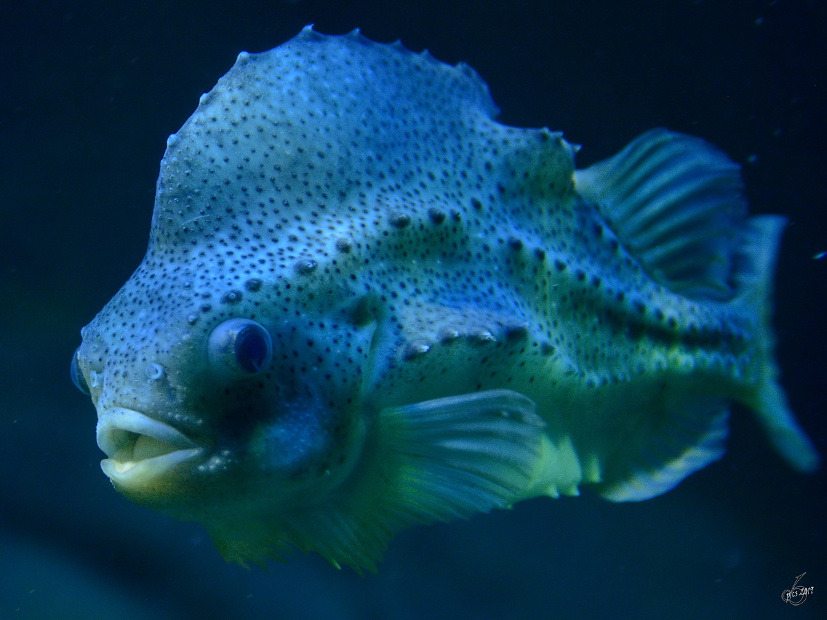 Ein Seehase Ende Dezember 2014 im Ozeaneum Stralsund.